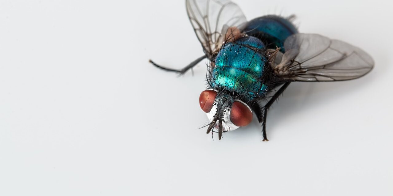 blowfly-2151453_1280